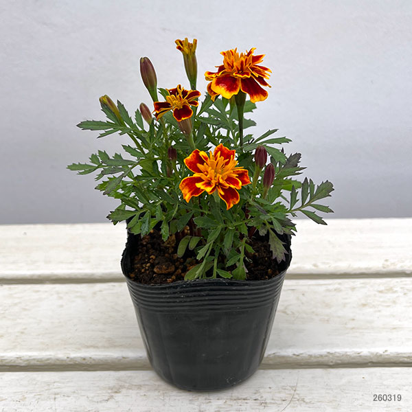 マリーゴールド ：ボナンザビー3-3.5号ポット