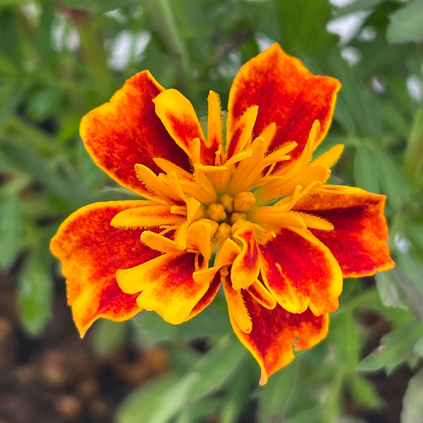 マリーゴールド ：ボナンザビー3-3.5号ポット