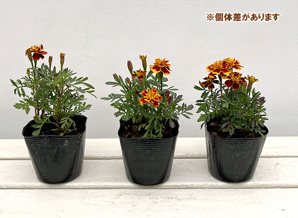 マリーゴールド ：ボナンザビー3-3.5号ポット