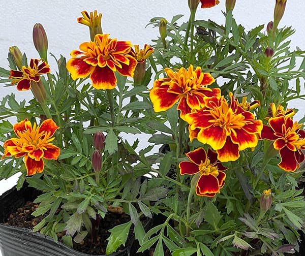 マリーゴールド ：ボナンザビー3-3.5号ポット