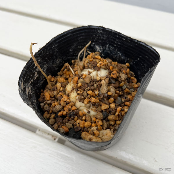 ユリ:コオニユリ(小鬼百合)3-3.5号ポット