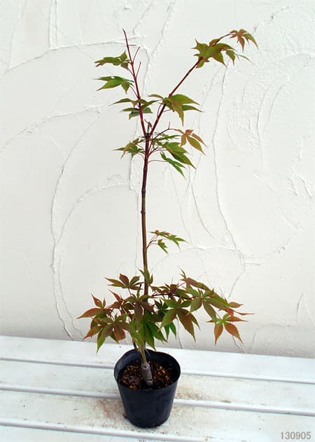 モミジ:大盃(オオサカズキ)3.5号ポット