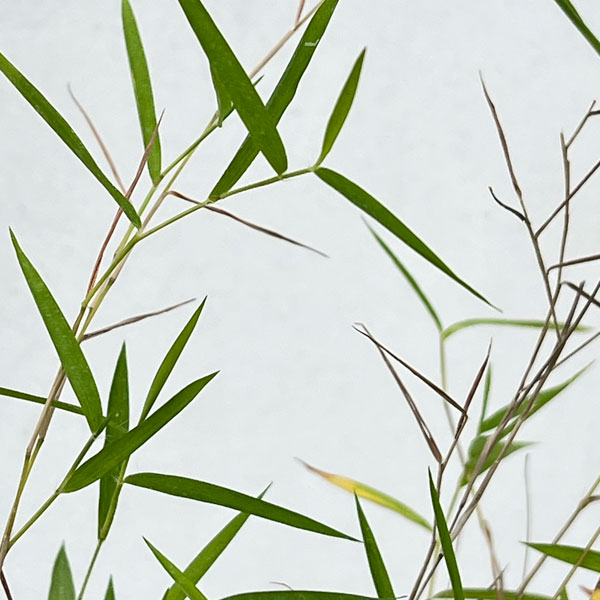 黒軸カリヤス2.5号ポット