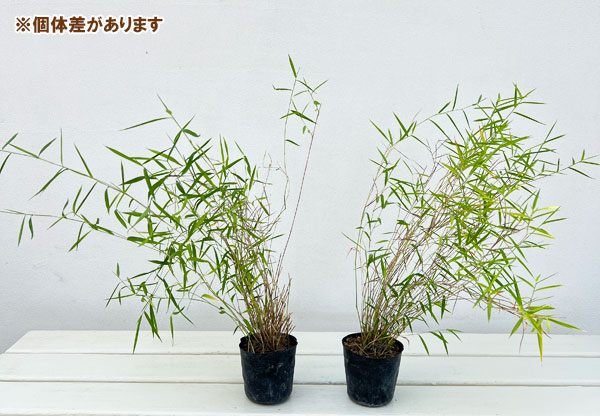 黒軸カリヤス2.5号ポット