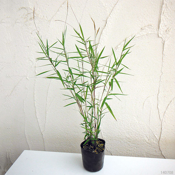 黒軸カリヤス2.5号ポット