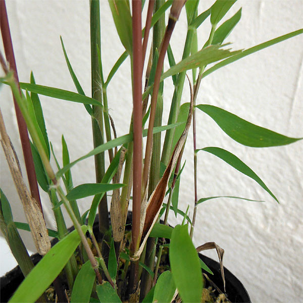 黒軸カリヤス2.5号ポット