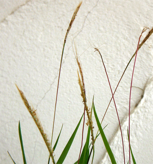 黒軸カリヤス2.5号ポット