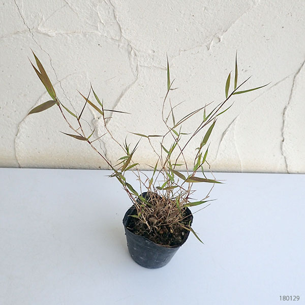 黒軸カリヤス2.5号ポット