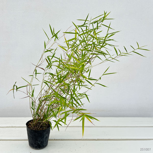 黒軸カリヤス2.5号ポット