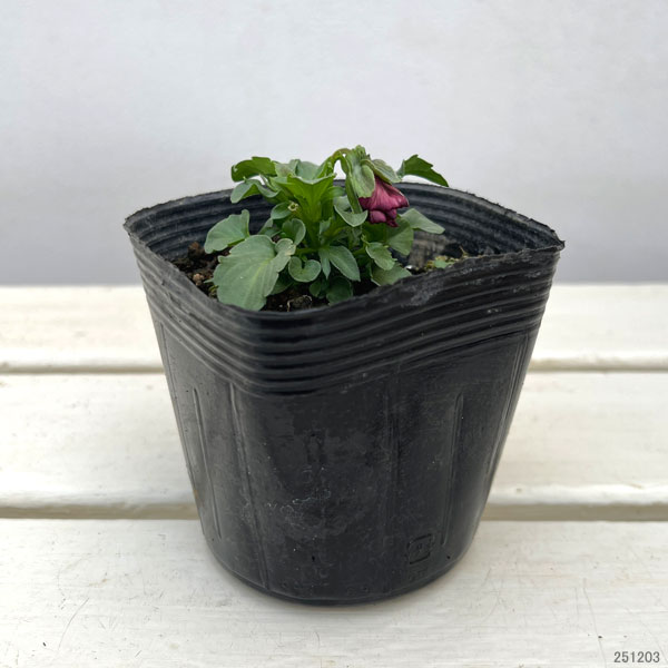 パンジー：ムーランフリルアプリコット3.5号ポット