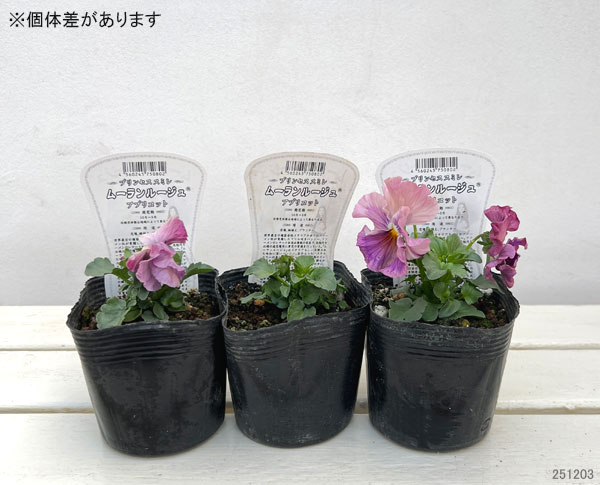 パンジー：ムーランフリルアプリコット3.5号ポット