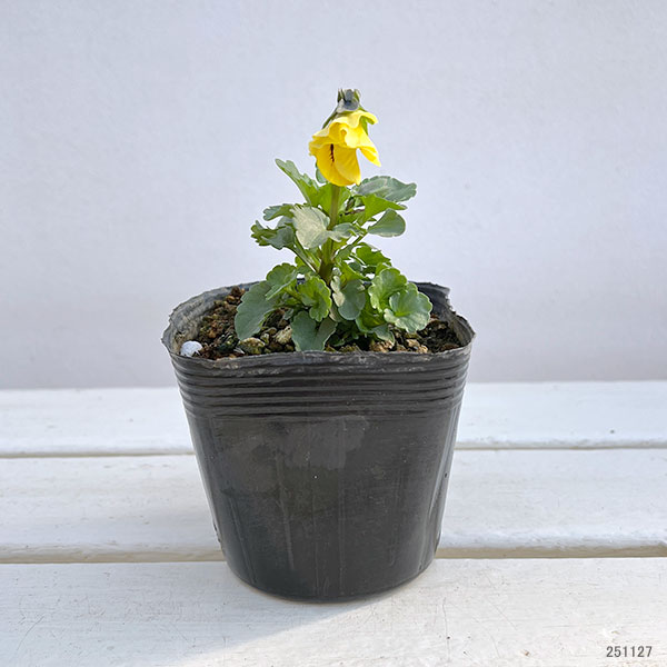 パンジー:ムーランフリルゴールデン3.5号ポット