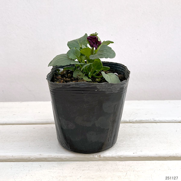 パンジー：ムーランフリルシフォン3.5号ポット