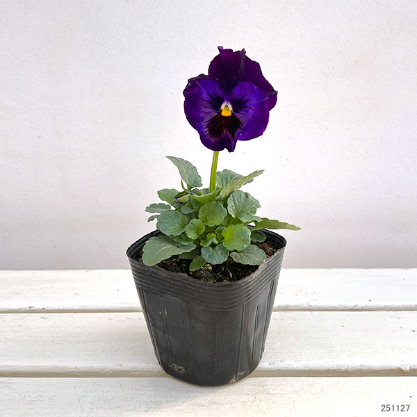 パンジー：ムーランフリルビオレッタ3.5号ポット