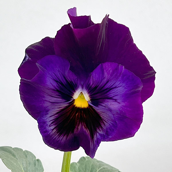 パンジー：ムーランフリルビオレッタ3.5号ポット