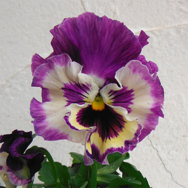 パンジー：ムーランフリルライトビオレッタ3.5号ポット