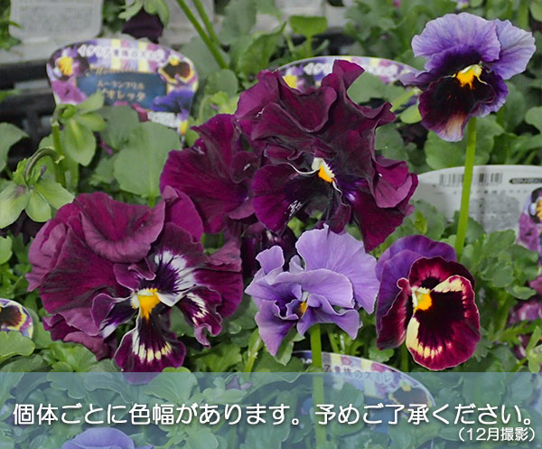 パンジー：ムーランフリルライトビオレッタ3.5号ポット