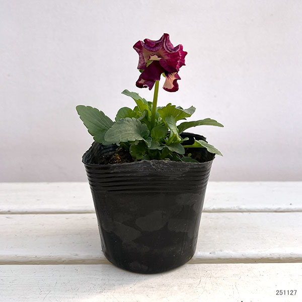 パンジー：ムーランフリルローザ3.5号ポット