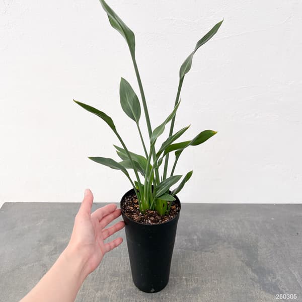 ストレリチア:ユンケア(ノンリーフ) 直径10.5cmロングポット