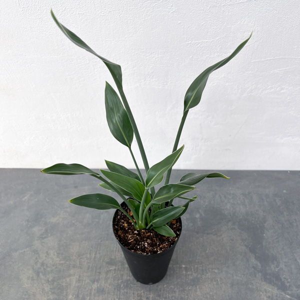 ストレリチア:ユンケア(ノンリーフ) 直径10.5cmロングポット