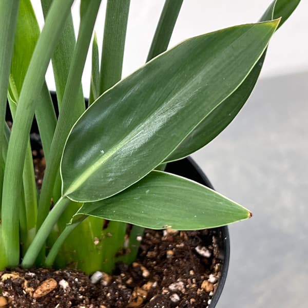 ストレリチア:ユンケア(ノンリーフ) 直径10.5cmロングポット