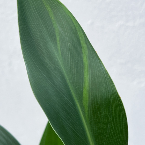 ストレリチア:ユンケア(ノンリーフ) 直径10.5cmロングポット