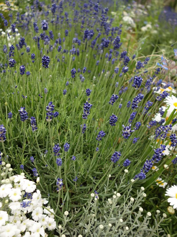 ラベンダー：イングリッシュ エレガンス・パープル3号ポット