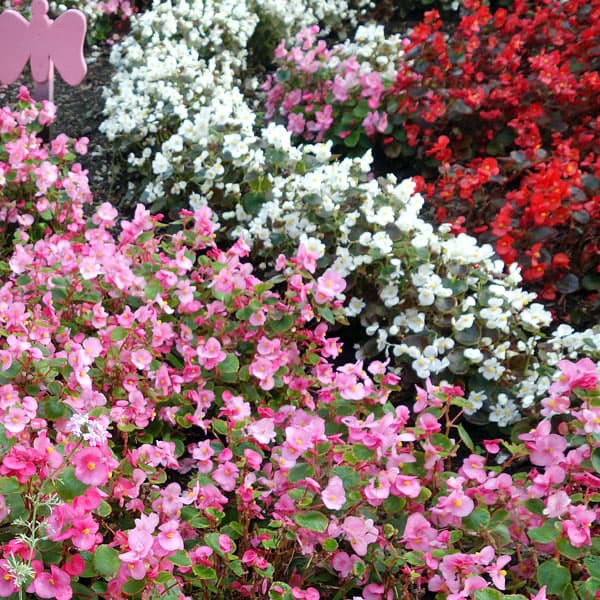 Know Your Begonias ベゴニア Know Your Begonias ベゴニア Begonia 'Knowing' – Steve's Leaves