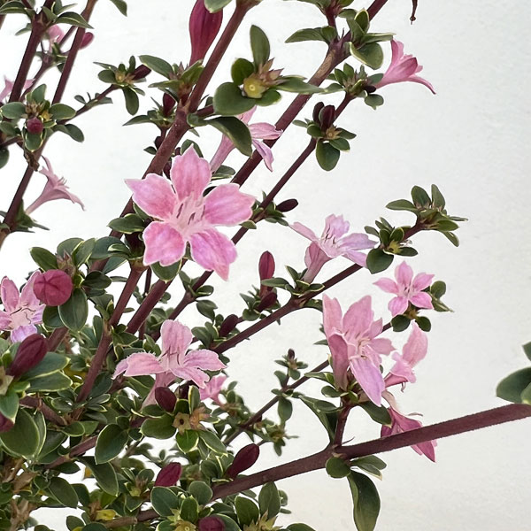 ハクチョウゲ（白丁花）：桃花（ピンクミスティック）5号ポット