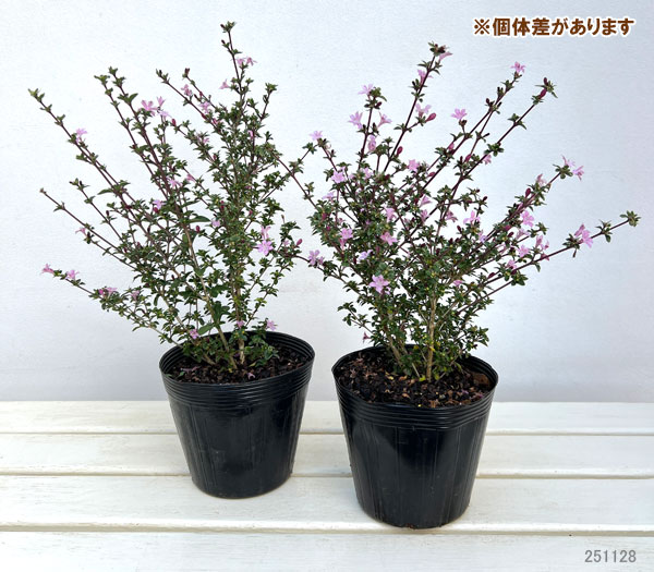 ハクチョウゲ（白丁花）：桃花（ピンクミスティック）5号ポット