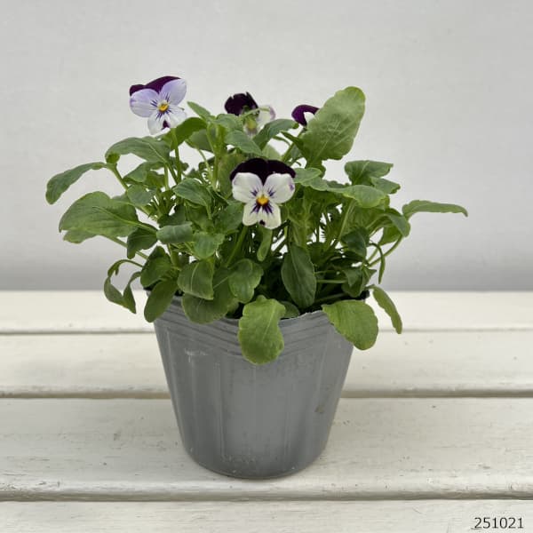 ビオラ:ペニーミッキー3-3.5号ポット4株セット