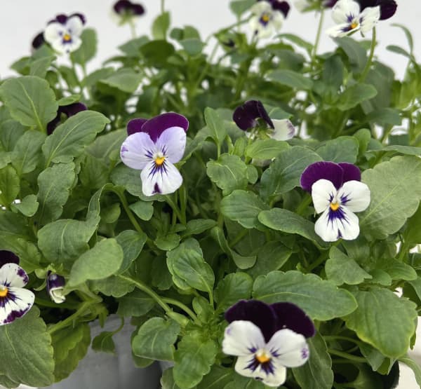 ビオラ:ペニーミッキー3-3.5号ポット4株セット