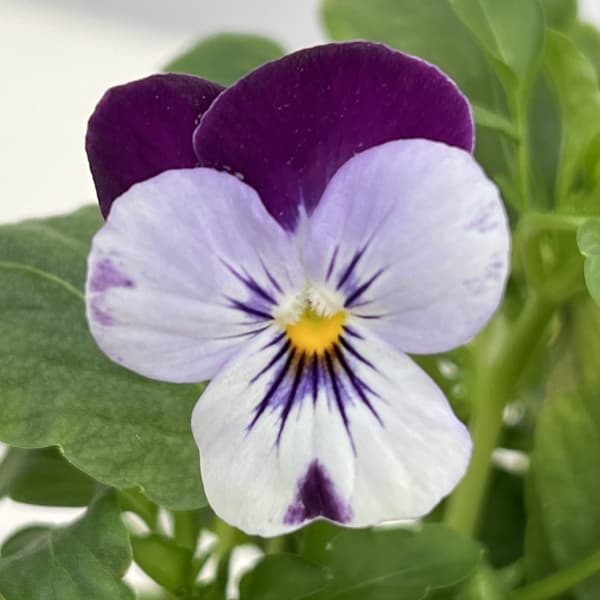 ビオラ:ペニーミッキー3-3.5号ポット4株セット