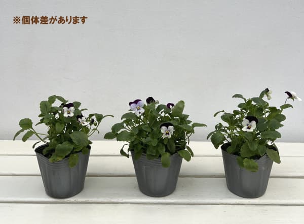 ビオラ:ペニーミッキー3-3.5号ポット4株セット