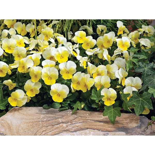 ビオラ:ペニープリムローズバイカラー 3-3.5号ポット