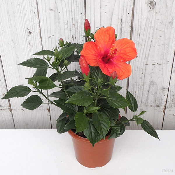 ハイビスカス:サニーシティー・レッド系5号鉢植え