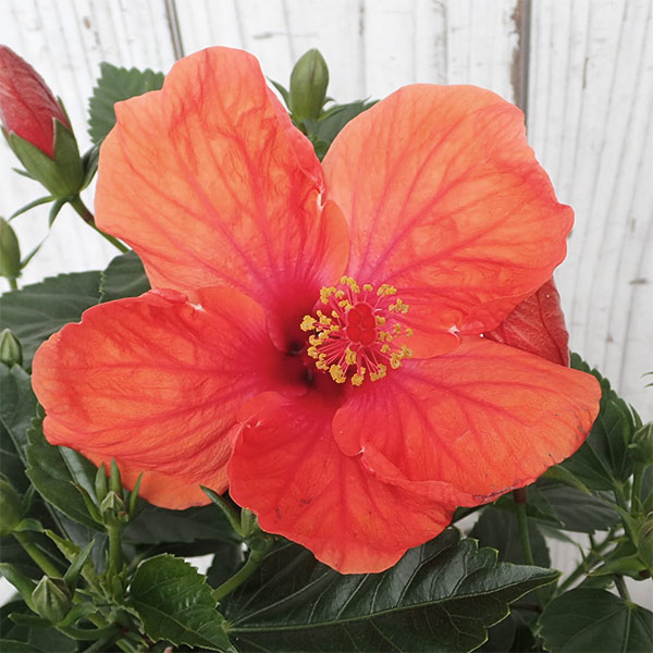 ハイビスカス:サニーシティー・レッド系5号鉢植え