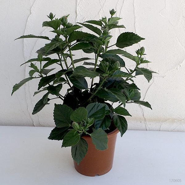 ハイビスカス:サニーシティー・レッド系5号鉢植え