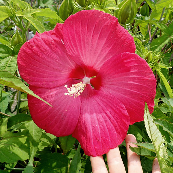 ハイビスカス:サニーシティー・レッド系5号鉢植え