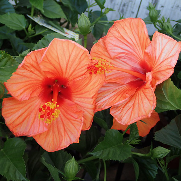 ハイビスカス:サニーシティー・オレンジ系5号鉢植え
