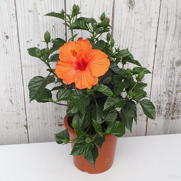 ハイビスカス:サニーシティー・オレンジ系5号鉢植え
