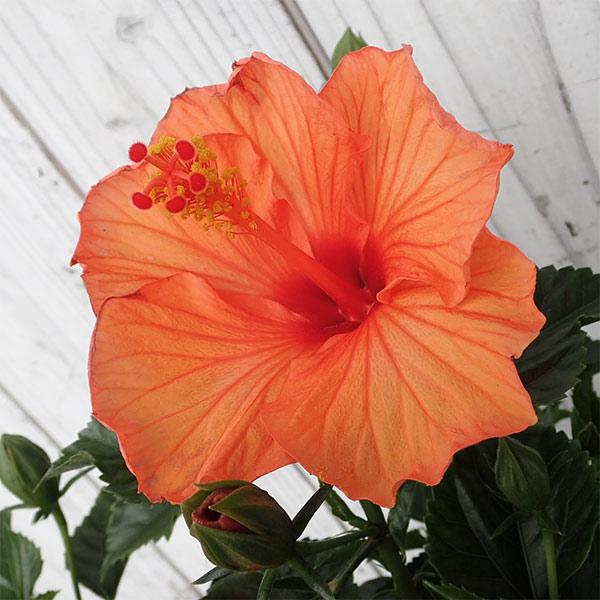 ハイビスカス:サニーシティー・オレンジ系5号鉢植え