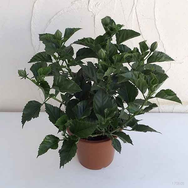 ハイビスカス:サニーシティー・オレンジ系5号鉢植え