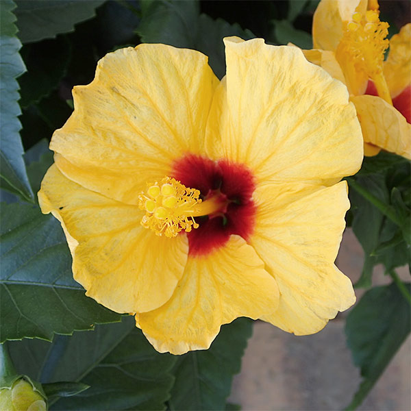 ハイビスカス:サニーシティー・イエロー系5号鉢植え