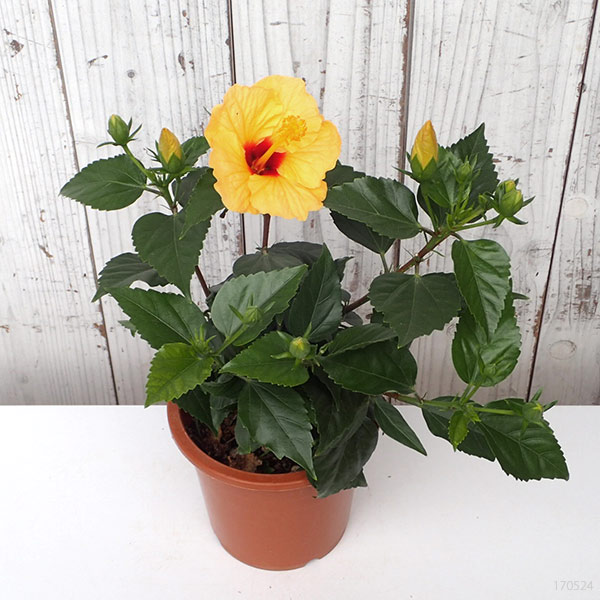 ハイビスカス:サニーシティー・イエロー系5号鉢植え