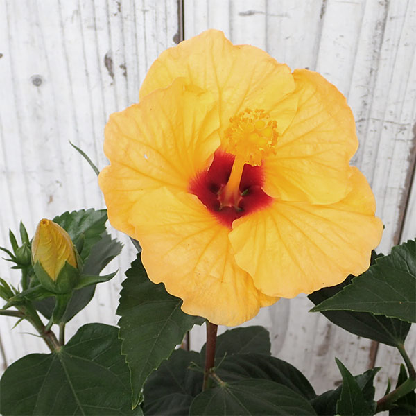 ハイビスカス:サニーシティー・イエロー系5号鉢植え