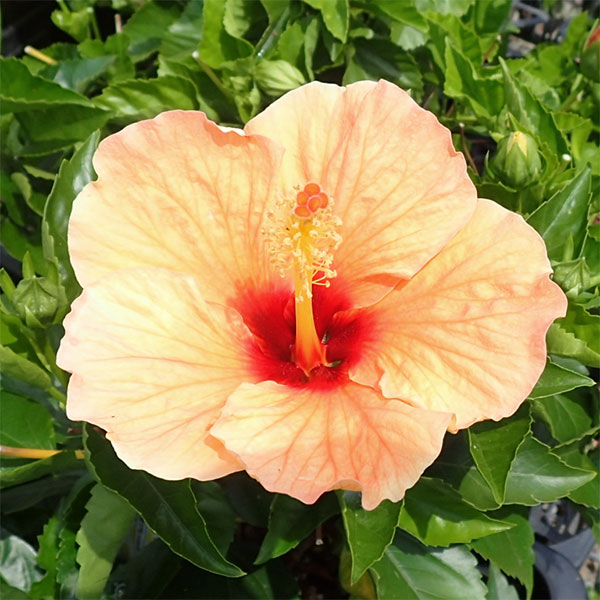 ハイビスカス:サニーシティー・イエロー系5号鉢植え