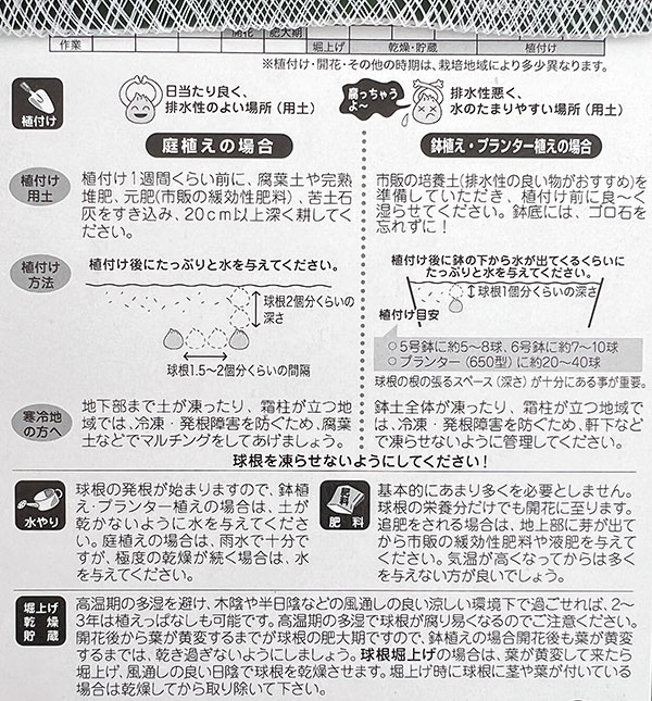 ムスカリ:ピンクサンライズ2球入り
