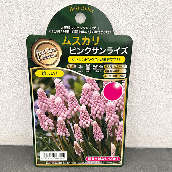 ムスカリ:ピンクサンライズ2球入り