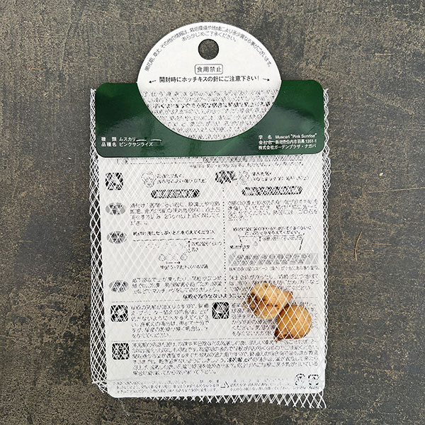 ムスカリ:ピンクサンライズ2球入り